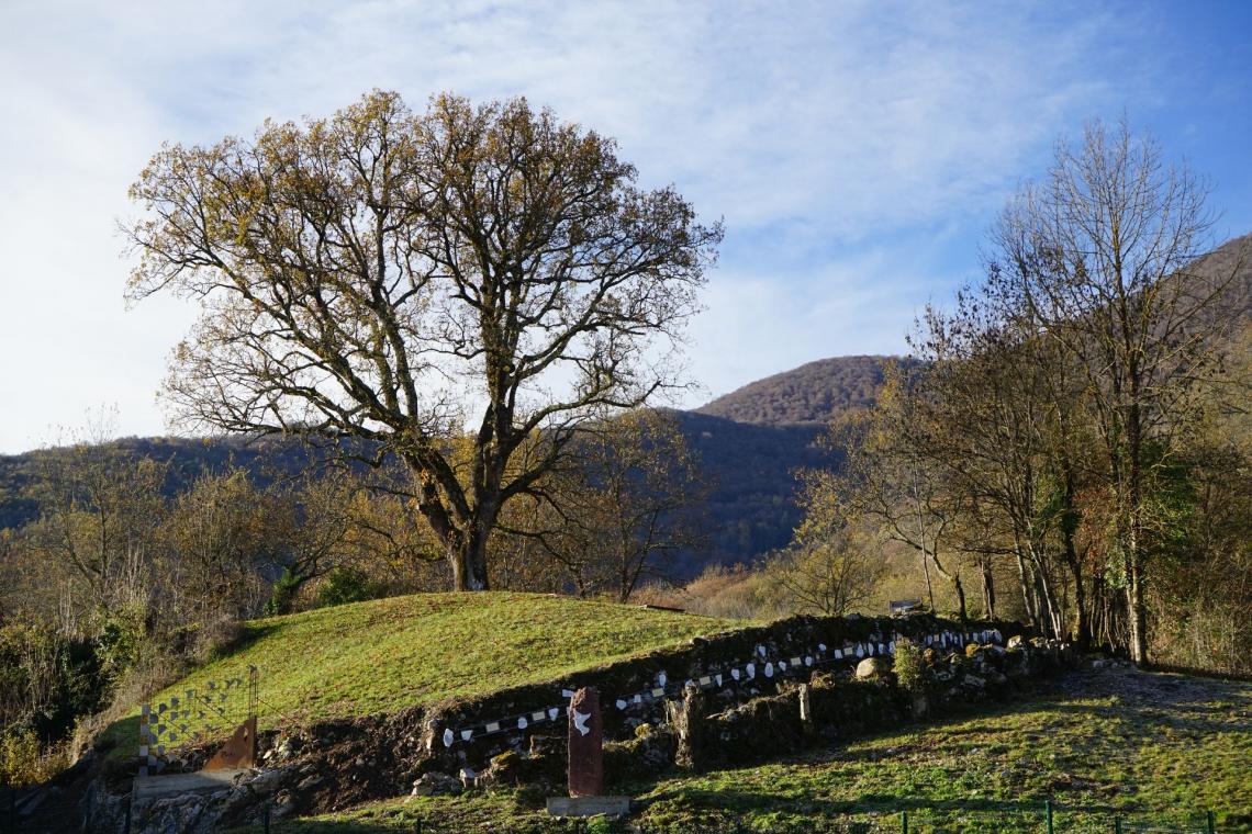 Le chêne vu depuis le chemin d'accès Le chêne vu depuis le chemin d'accès